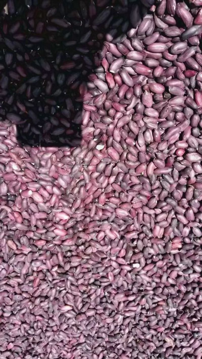 黑花生（包邮）特级净米