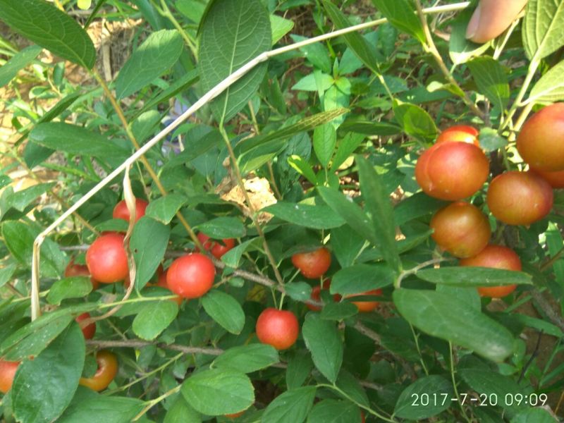 钙果苗50~70cm3年