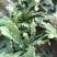 荠菜10cm以上
