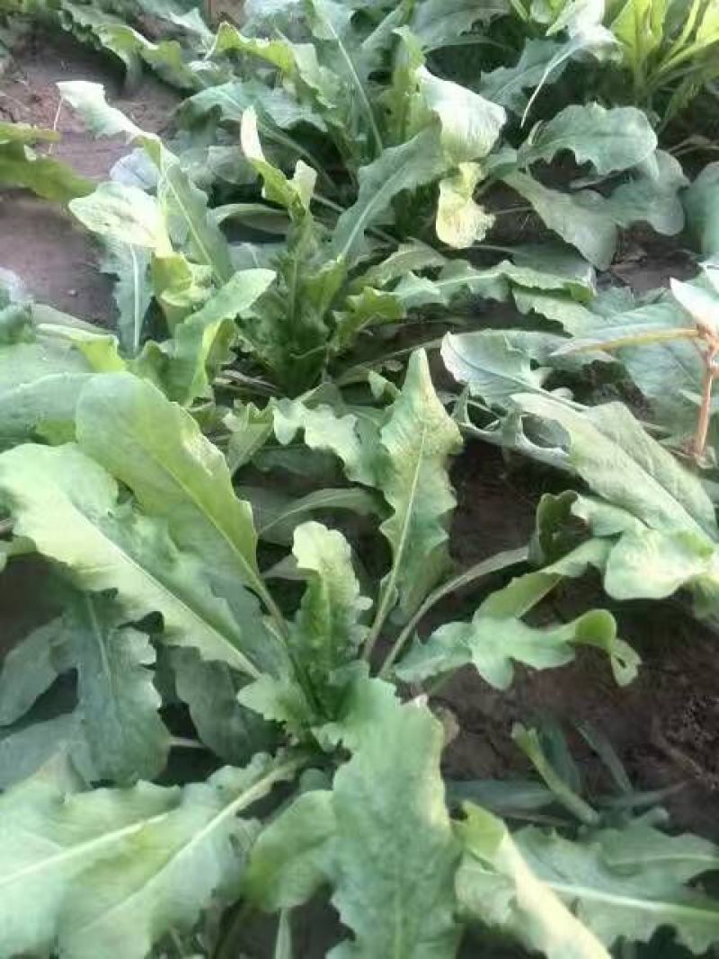 荠菜10cm以上