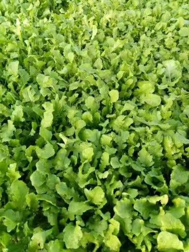 荠菜10cm以上