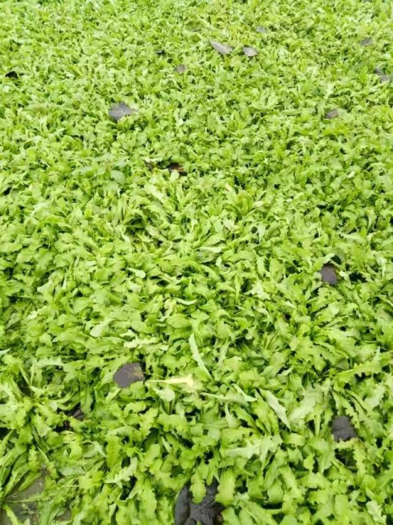 荠菜10cm以上