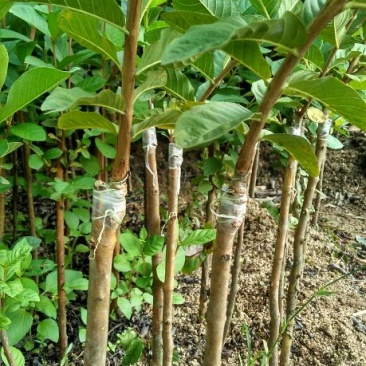 番石榴苗80~100cm