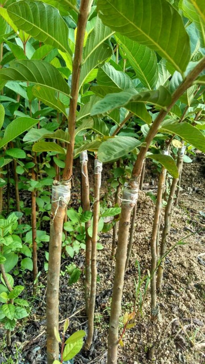 番石榴苗80~100cm