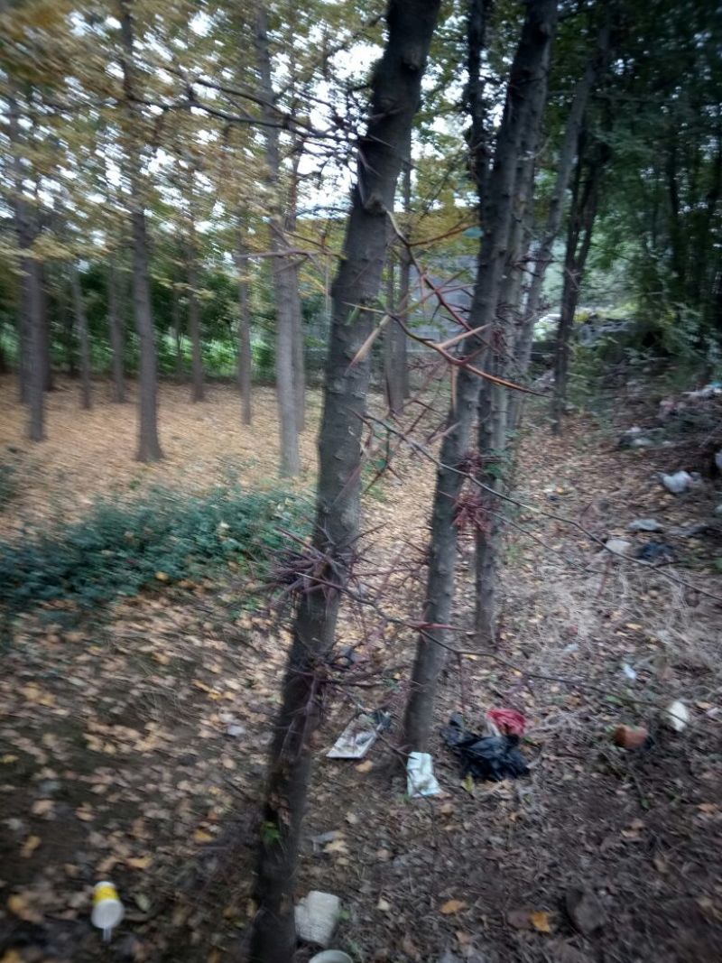 山东品质皂角树苗大刺皂角苗规格齐全