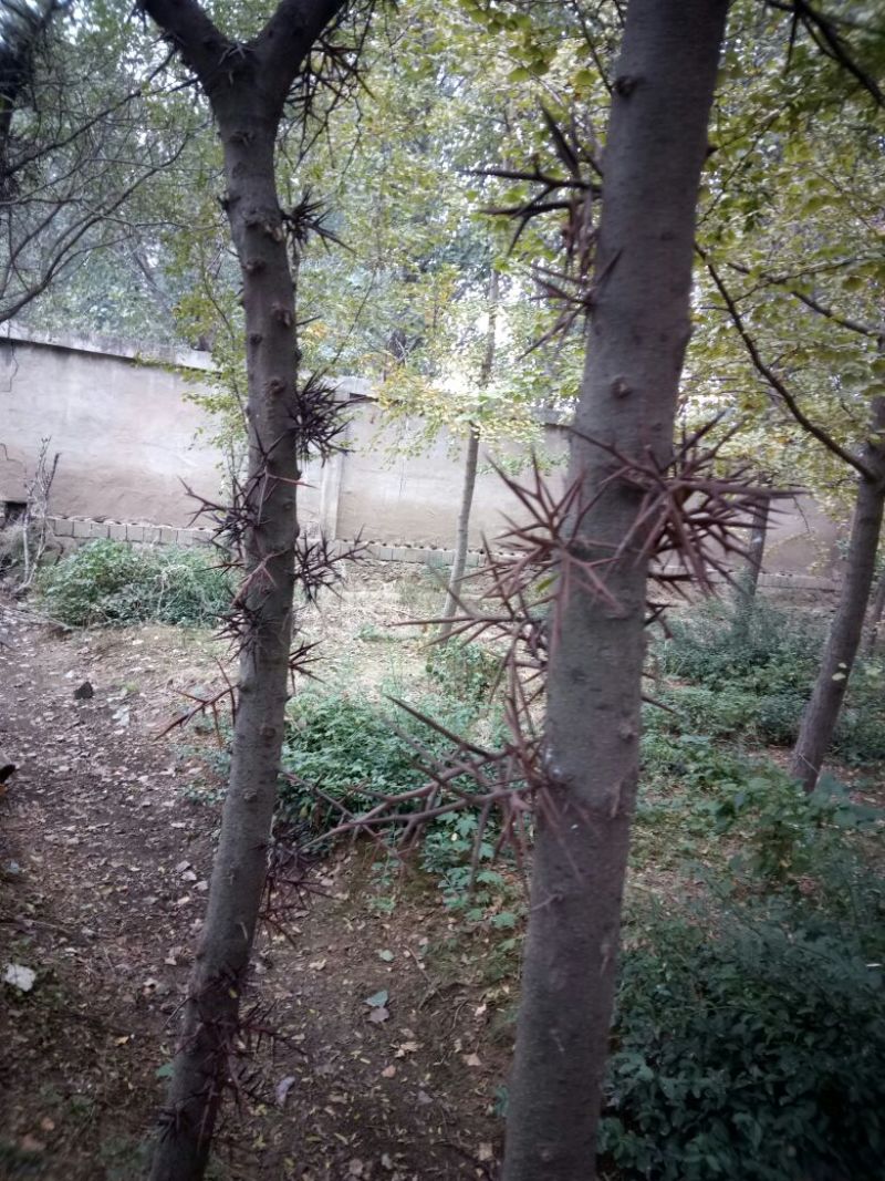 山东品质皂角树苗大刺皂角苗规格齐全