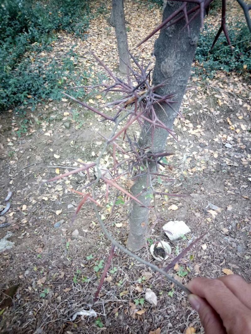 山东品质皂角树苗大刺皂角苗规格齐全