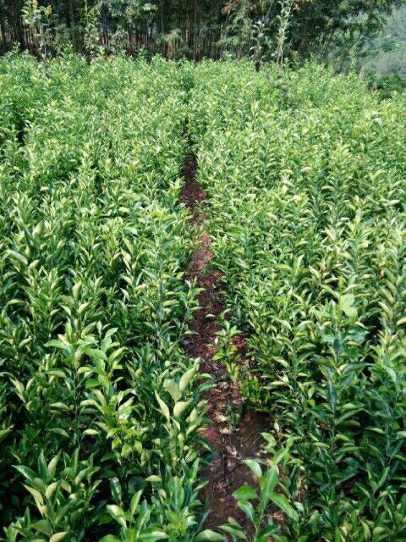红桔苗红橘苗0.6至1.5移植苗
