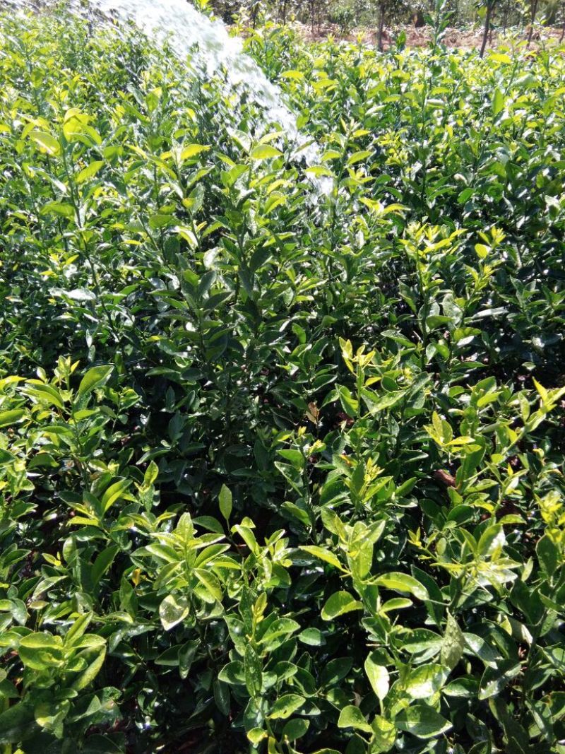 红桔苗红橘苗0.6至1.5移植苗