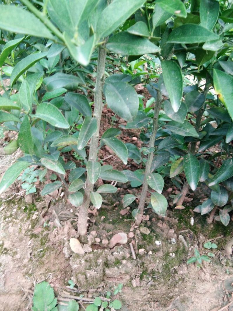红桔苗红橘苗0.6至1.5移植苗