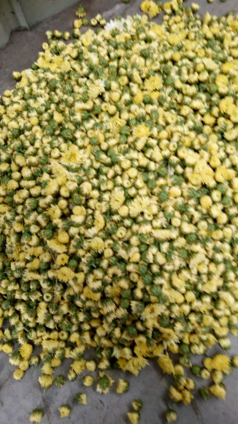 山西省运城市芮城县产地直销菊花茶特级一级