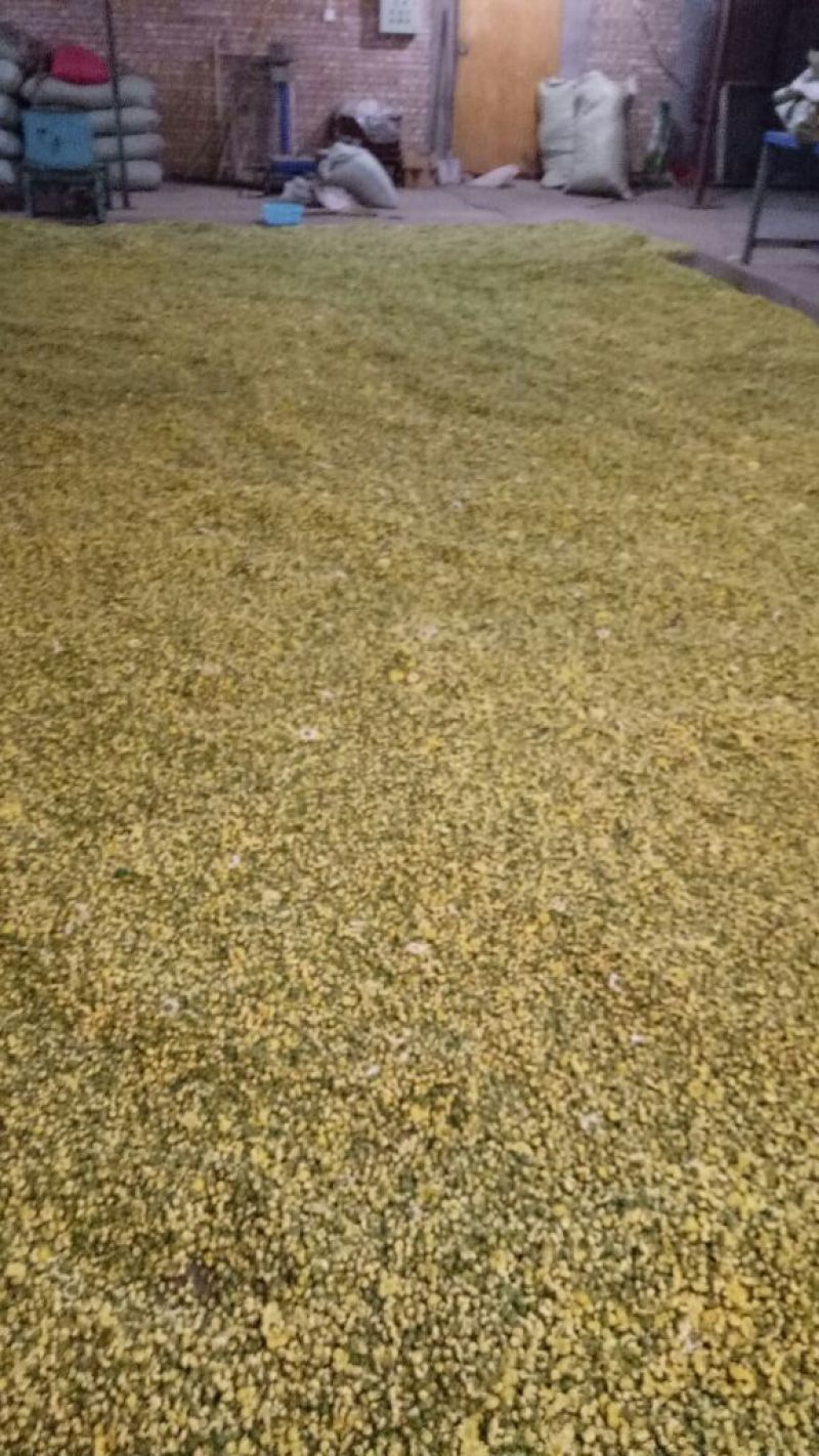 山西省运城市芮城县产地直销菊花茶特级一级
