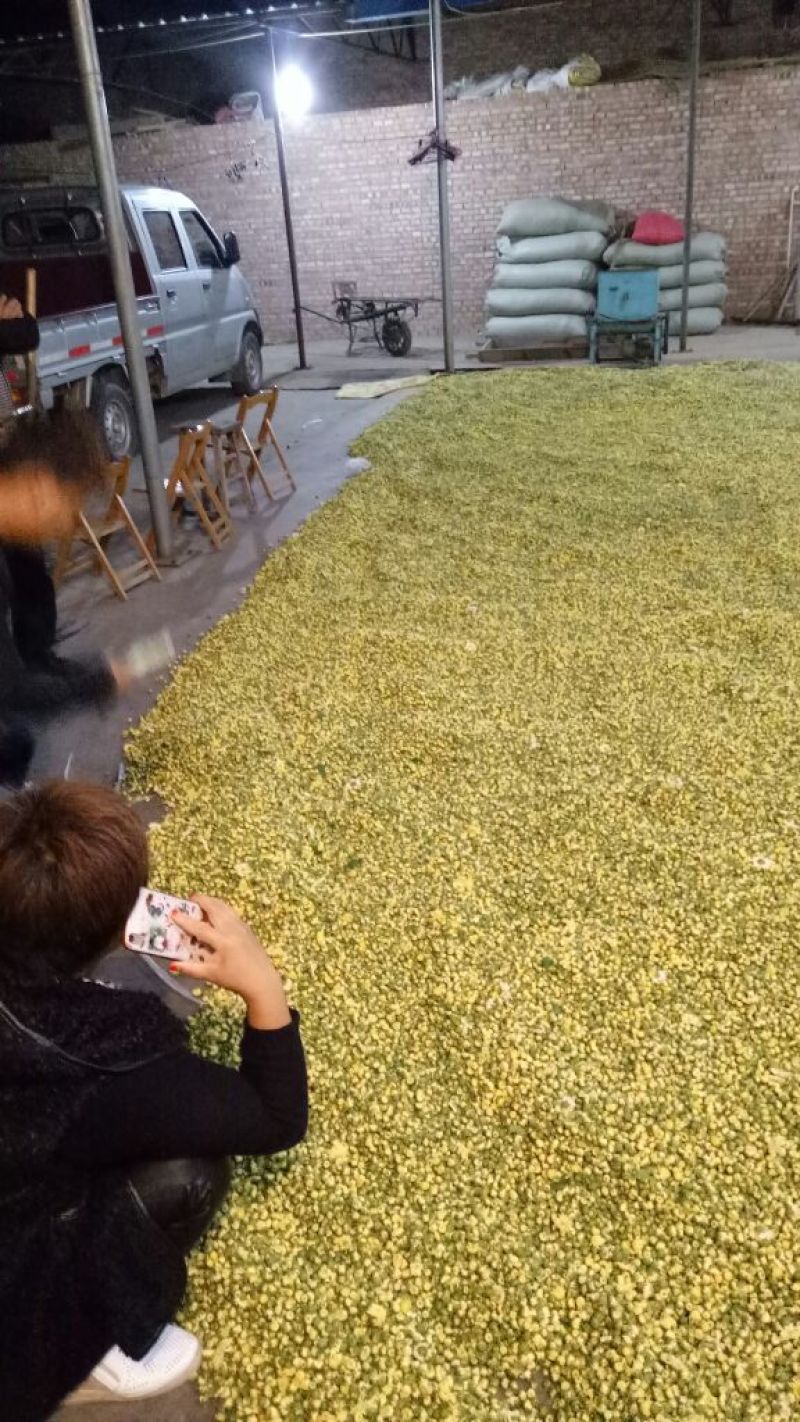 山西省运城市芮城县产地直销菊花茶特级一级