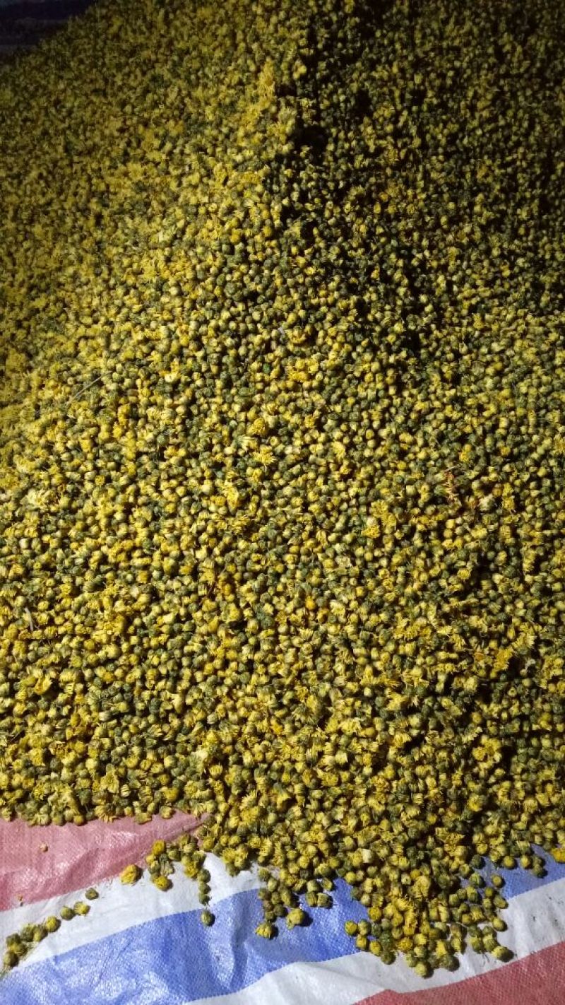 山西省运城市芮城县产地直销菊花茶特级一级