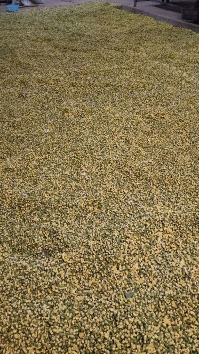 山西省运城市芮城县产地直销菊花茶特级一级