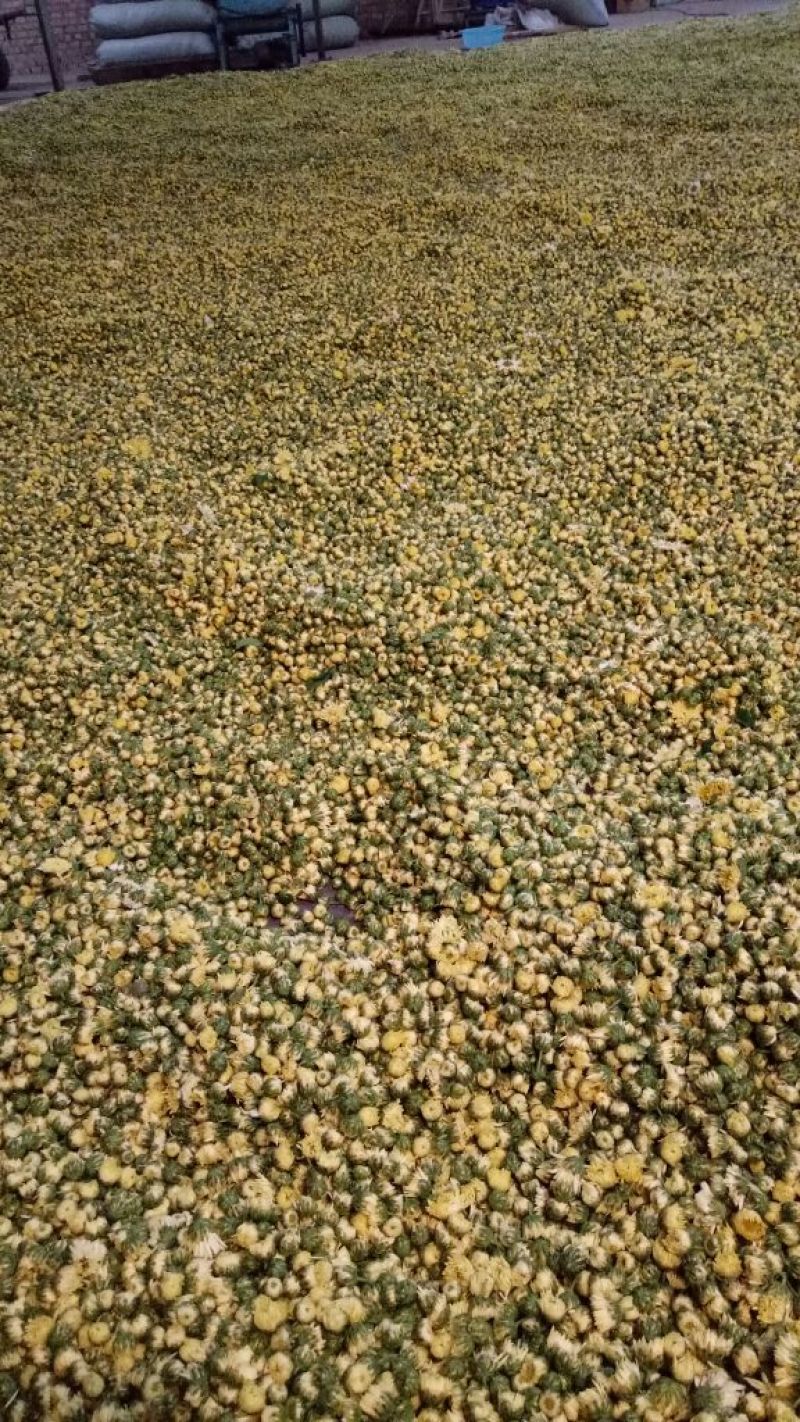 山西省运城市芮城县产地直销菊花茶特级一级