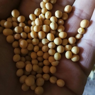 芽豆食用