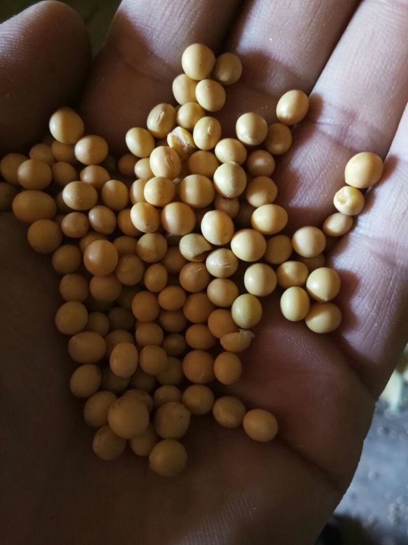 芽豆食用