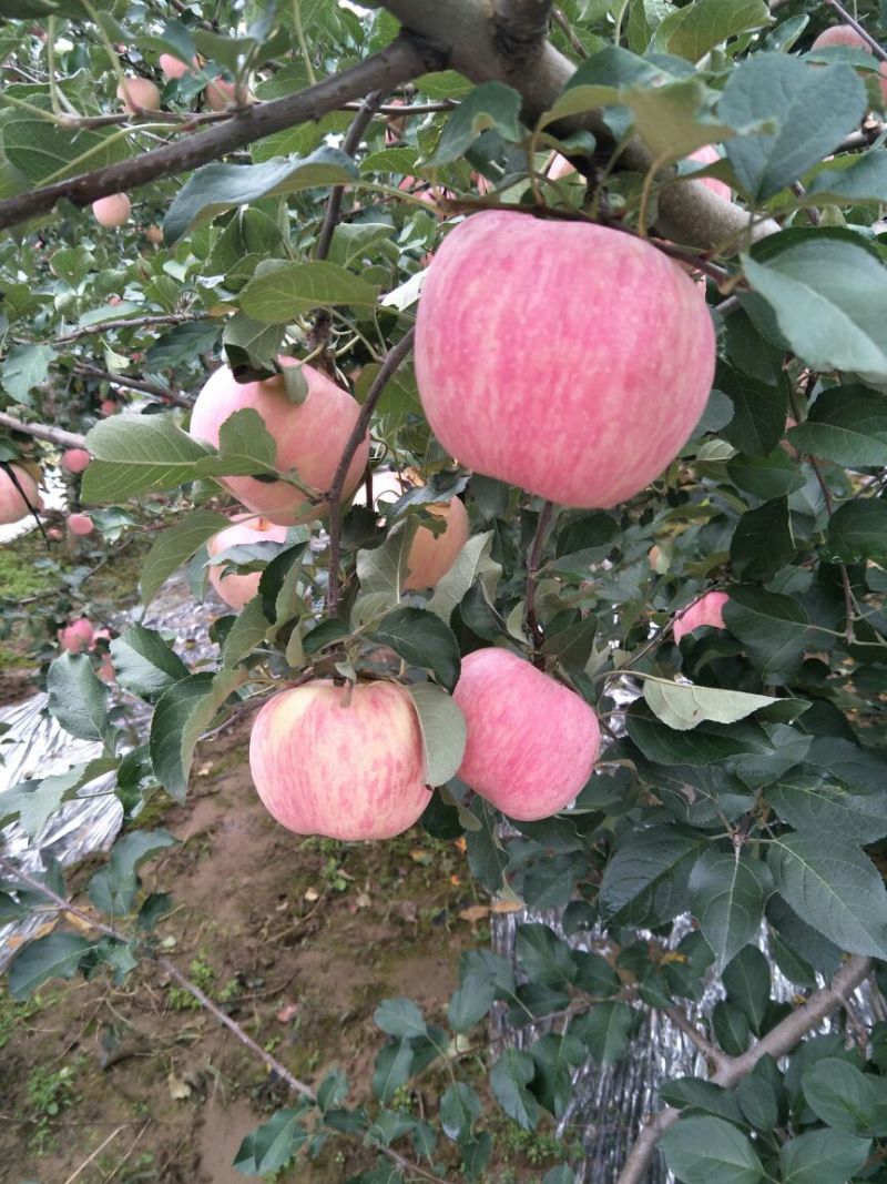 苹果70mm以上纸+膜袋
