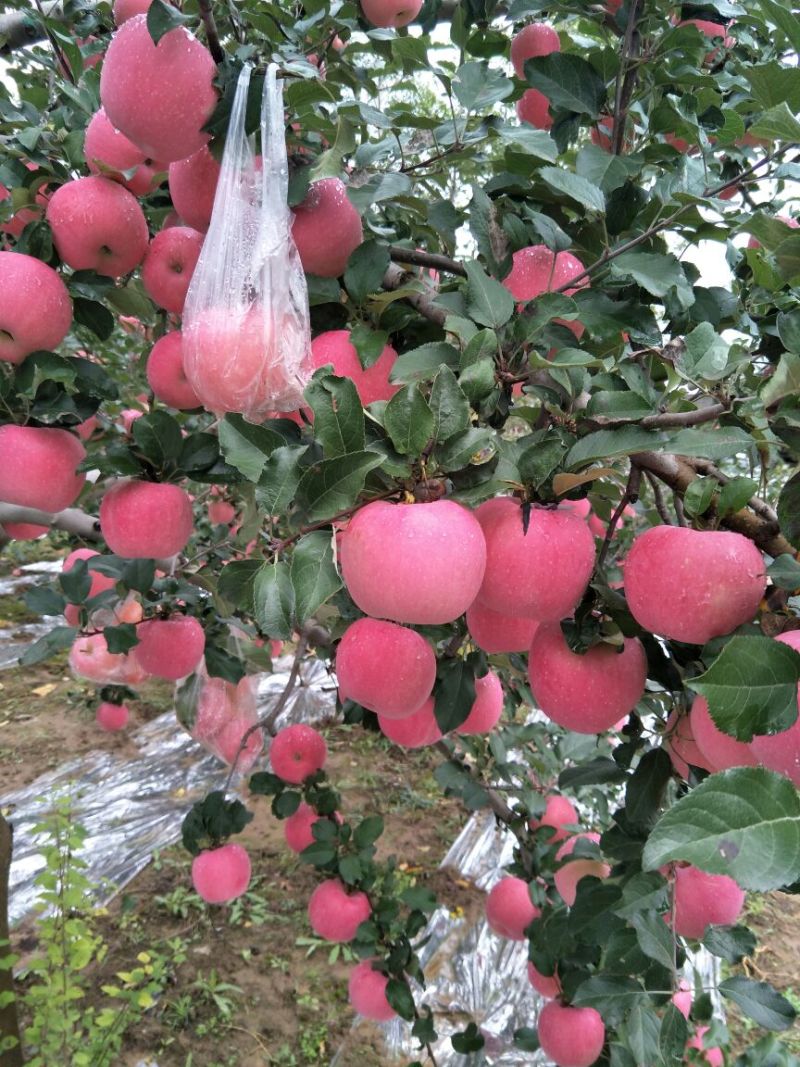 苹果70mm以上纸+膜袋