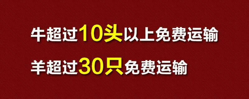 牛犊肉牛犊价格小牛犊利木赞牛鲁西黄牛多少钱一头