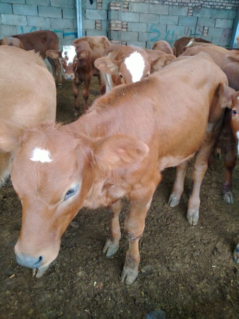 牛犊肉牛犊价格小牛犊利木赞牛鲁西黄牛多少钱一头