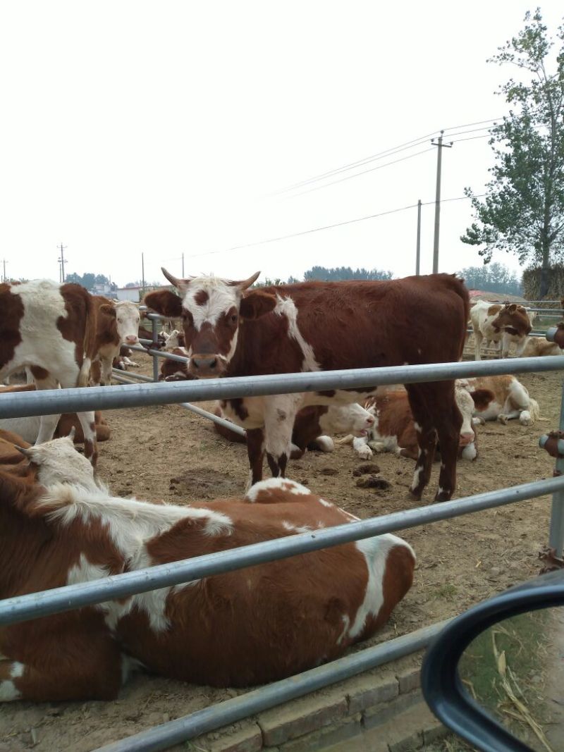 牛犊肉牛犊价格小牛犊利木赞牛鲁西黄牛多少钱一头