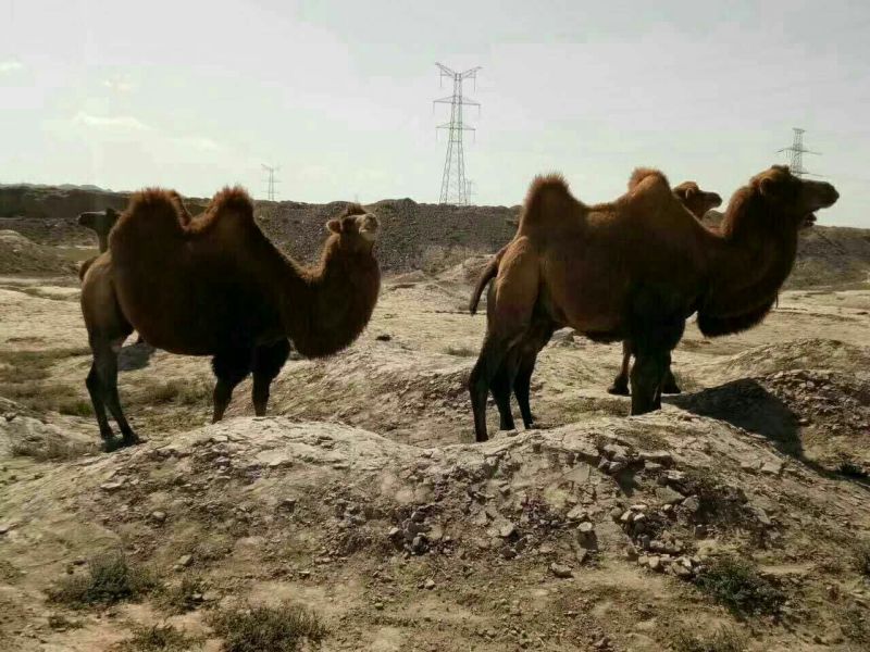 骆驼观光骆驼双峰骆驼景区拍照骆驼养殖基地