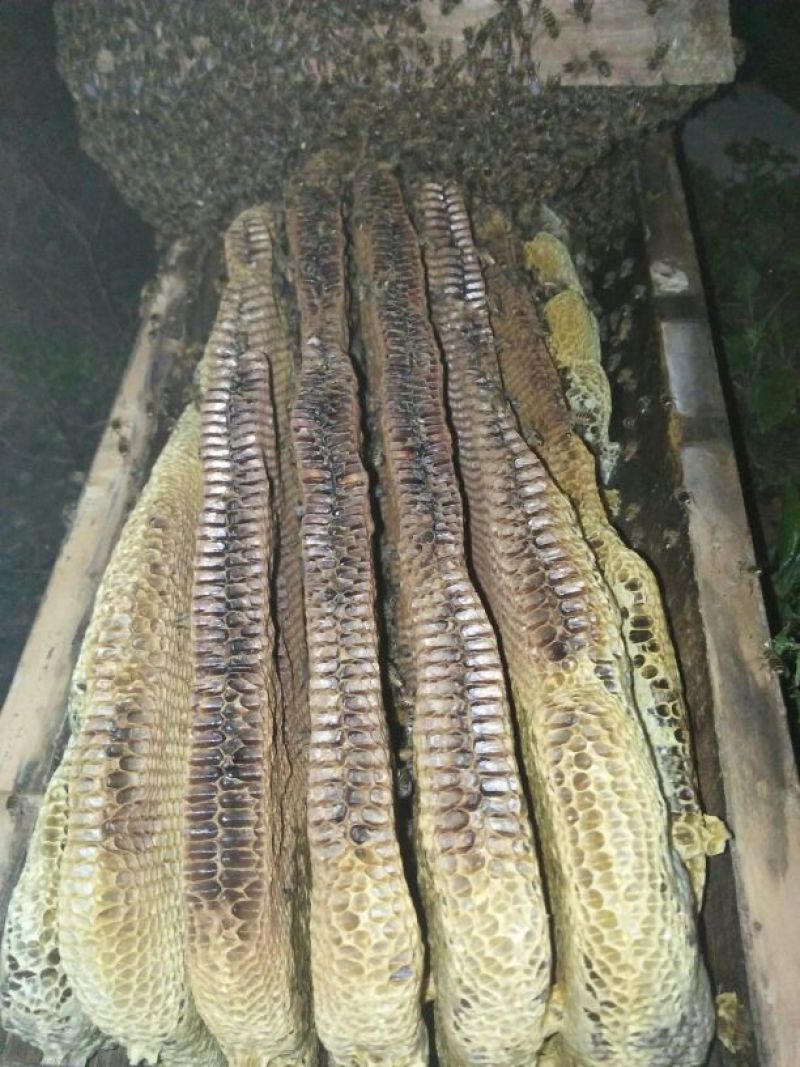 陕西正宗土蜂蜜假一罚十野生药材花粉酿制制药美颜货源充足