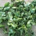 铁观音毛茶最原始的观音茶共2袋1000g包邮