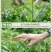 铁观音毛茶最原始的观音茶共2袋1000g包邮