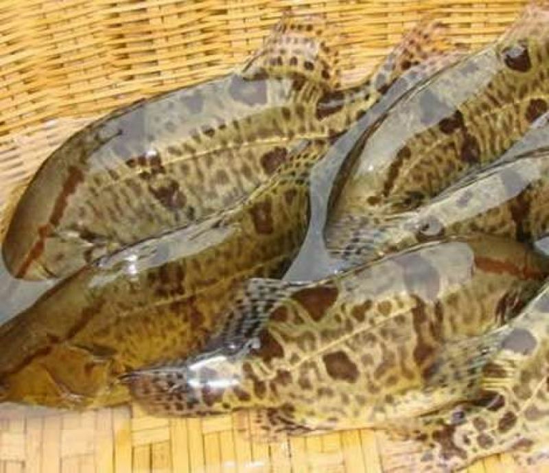 鳜鱼30~40cm食用活鱼