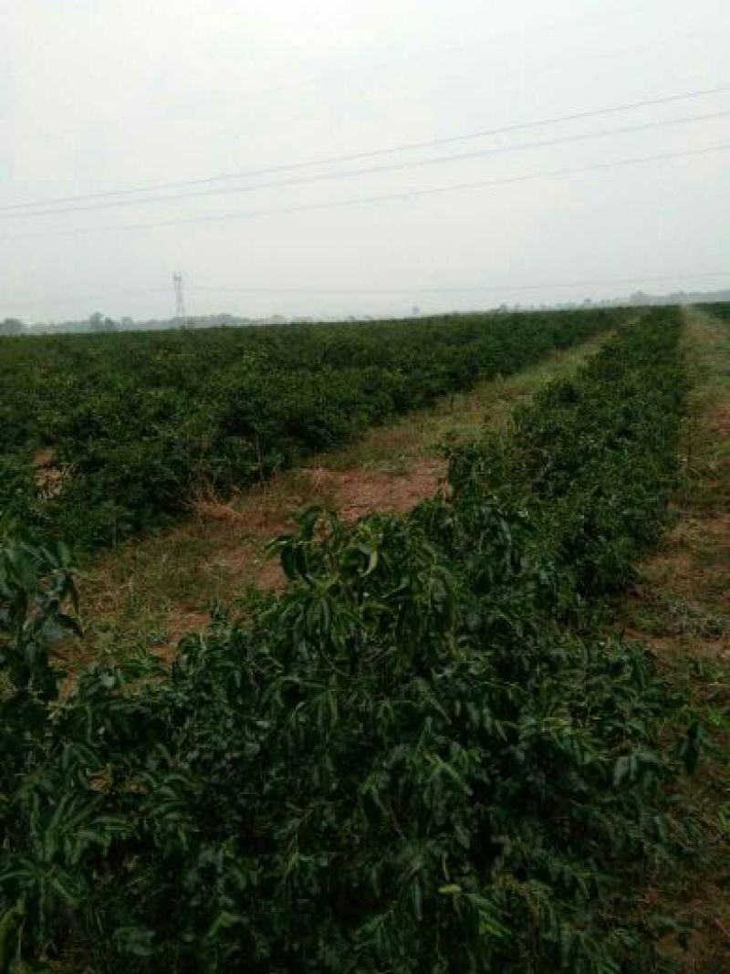 冬枣树苗80~110cm