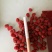 红枸杞二茬干货