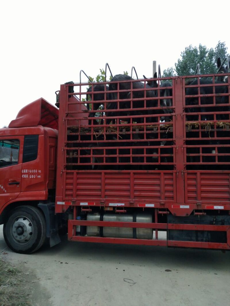 肉驴肉驴养殖德州驴价格乌头驴三粉驴