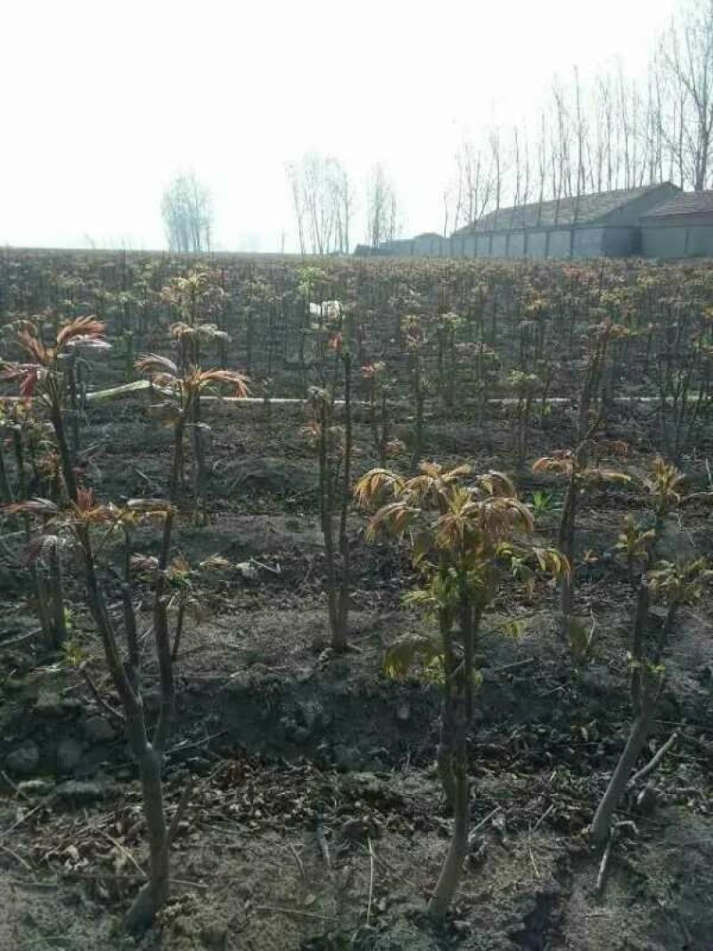 红油香椿苗香椿苗红油6号矮化香椿苗提供技术指导