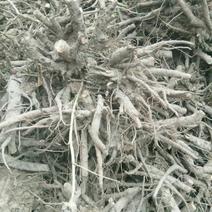 白芍五年生鲜白芍根产地供货适应性强，南北各地都可以