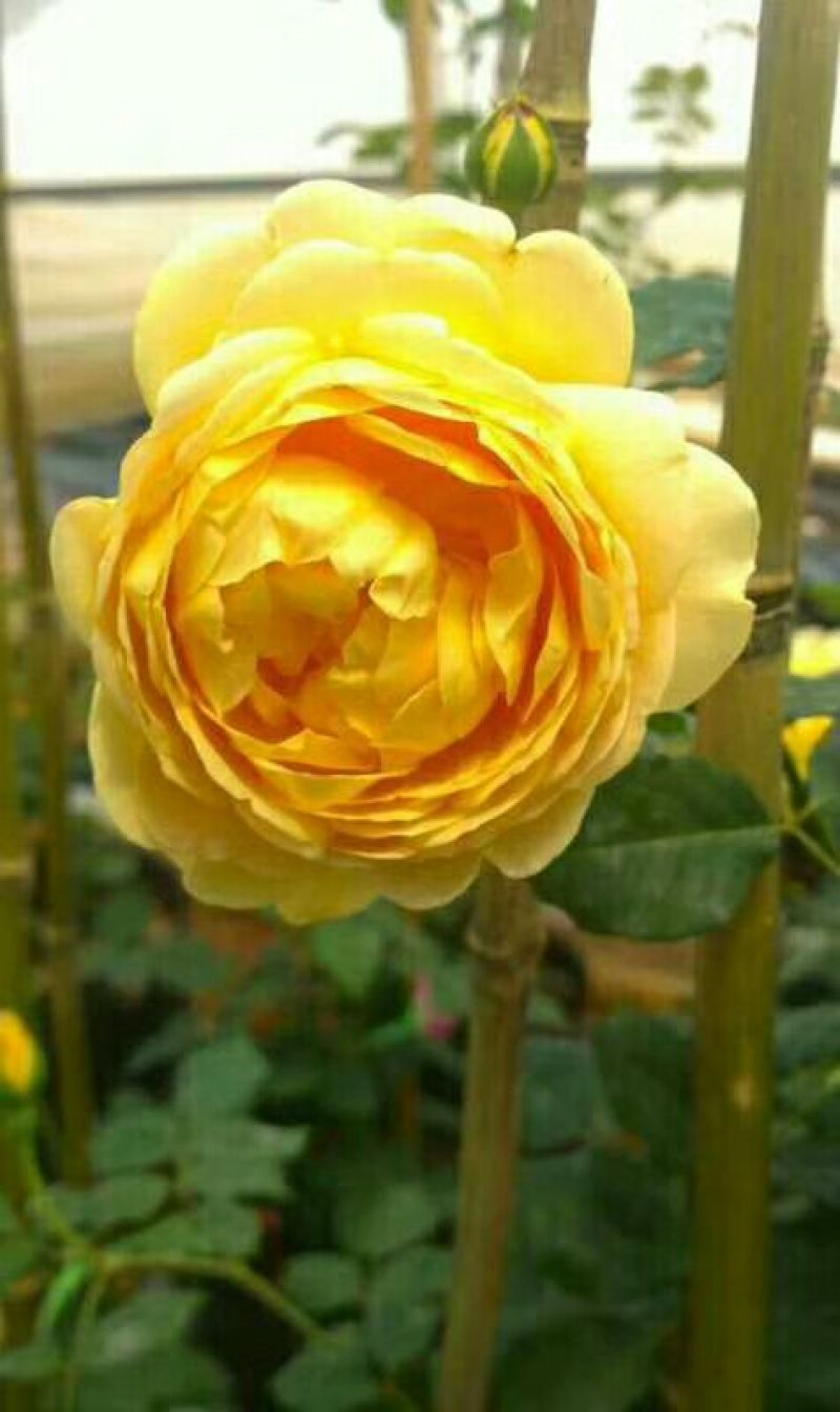玫瑰花黄玫瑰