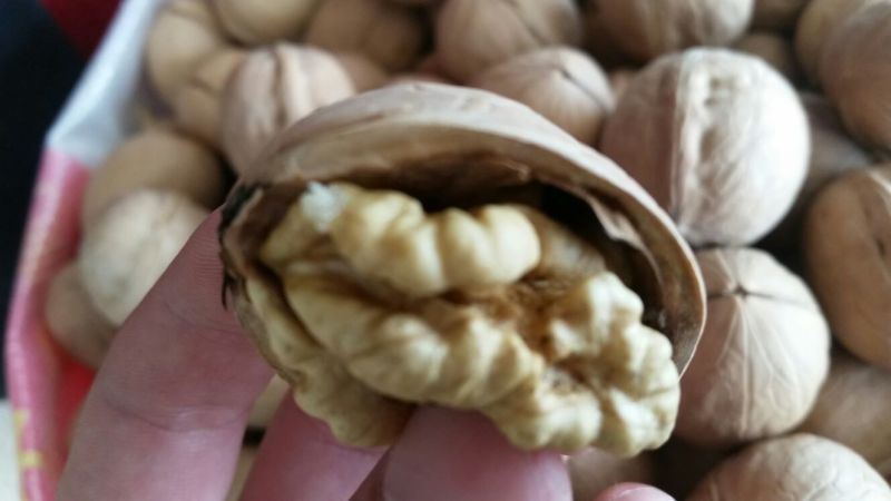 产地直销新疆薄皮核桃新疆核桃33核桃185纸皮核桃幸福