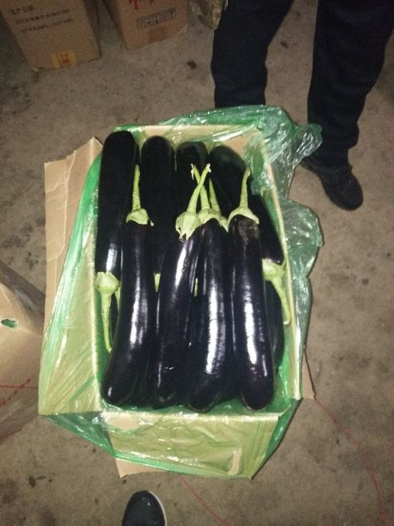 765长茄色泽光亮口感好奶运输，保证质量诚信经营