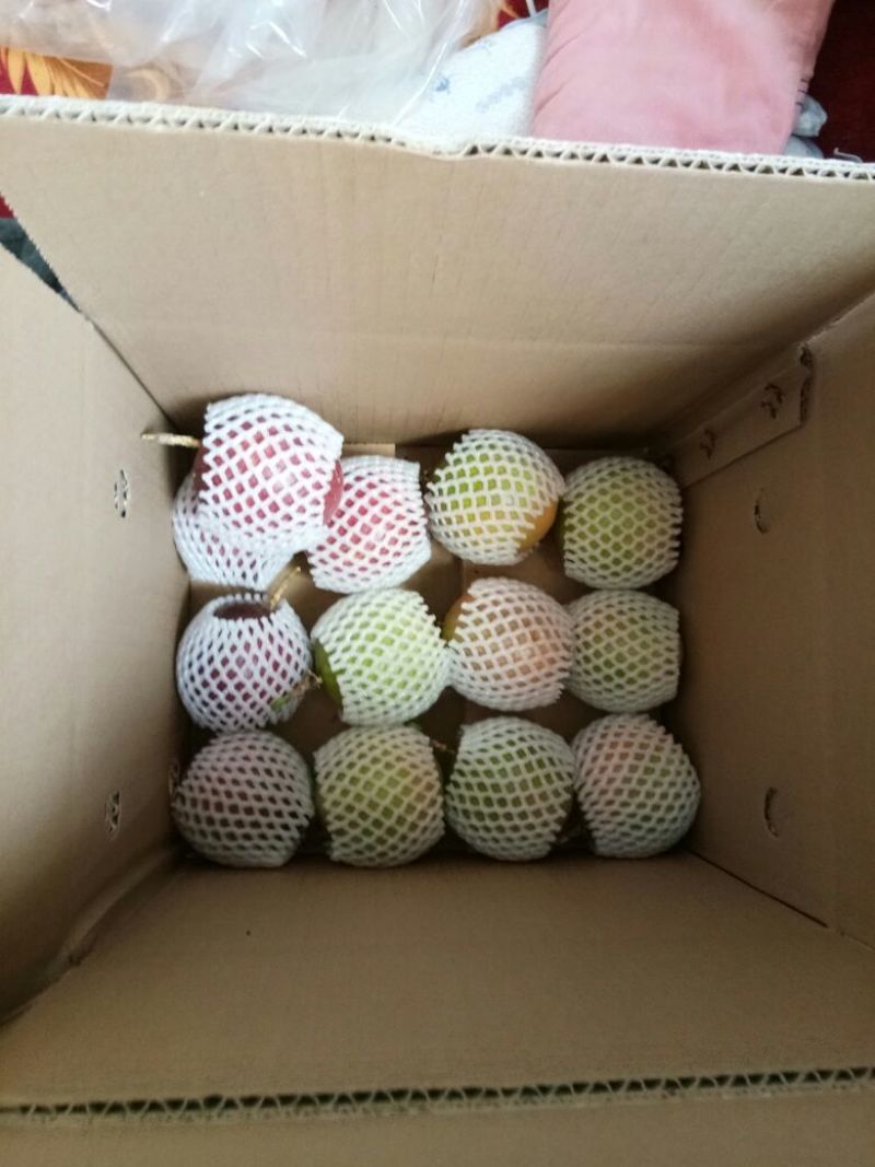 紫香一号60~70g紫果