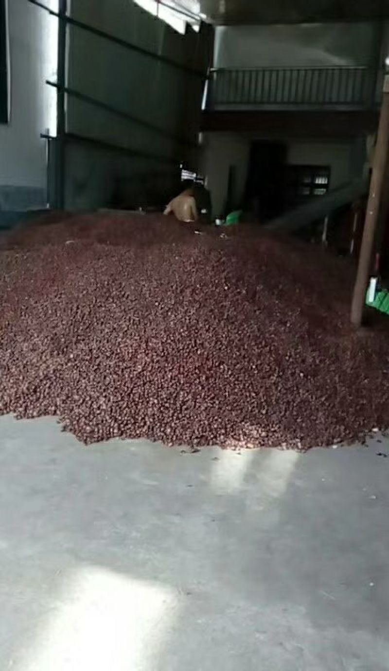 野生板栗炒栗种味道香甜口感细腻糖份高