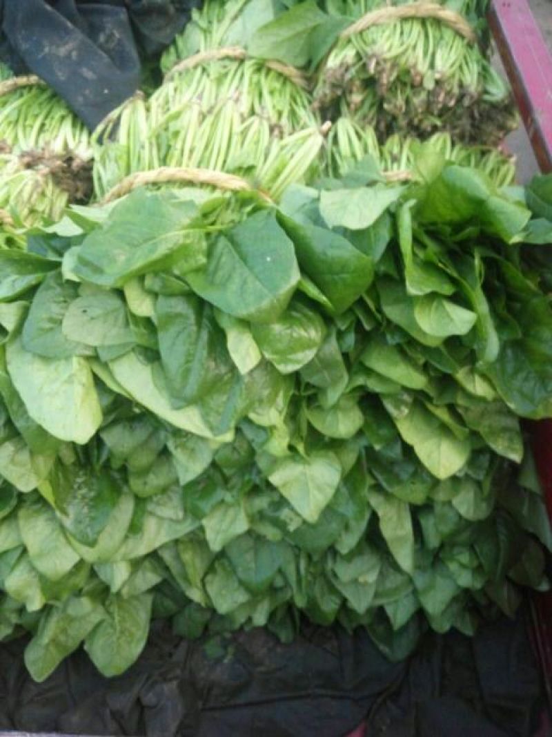 越冬菠菜15~20厘米
