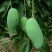 芒果苗1m以下