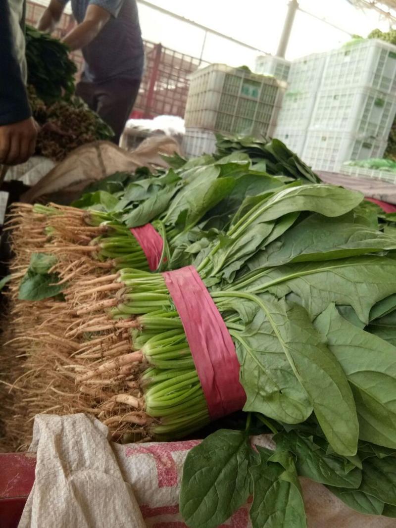 【永年蔬菜】邯郸精品大叶菠菜25厘米左右供应多种蔬菜