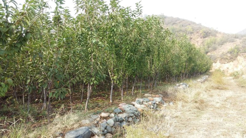 大樱桃树苗直径一公分以上，高一米以上。