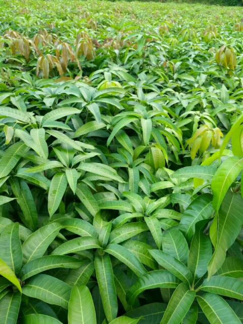 芒果苗1m以下