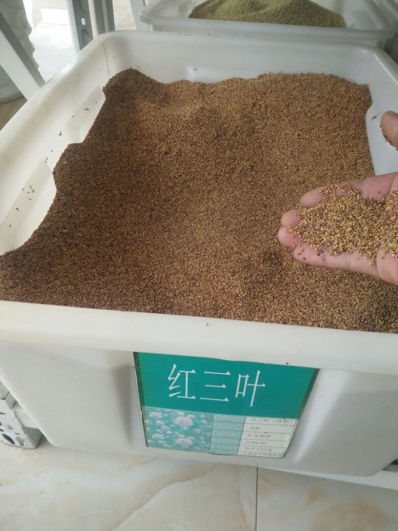 红三叶种子净籽新种子育肥提高果树产量可货到付款