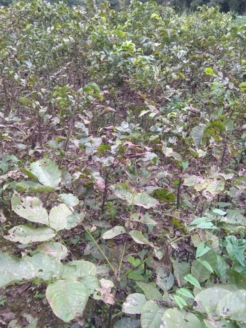 核桃苗二年苗50~100cm