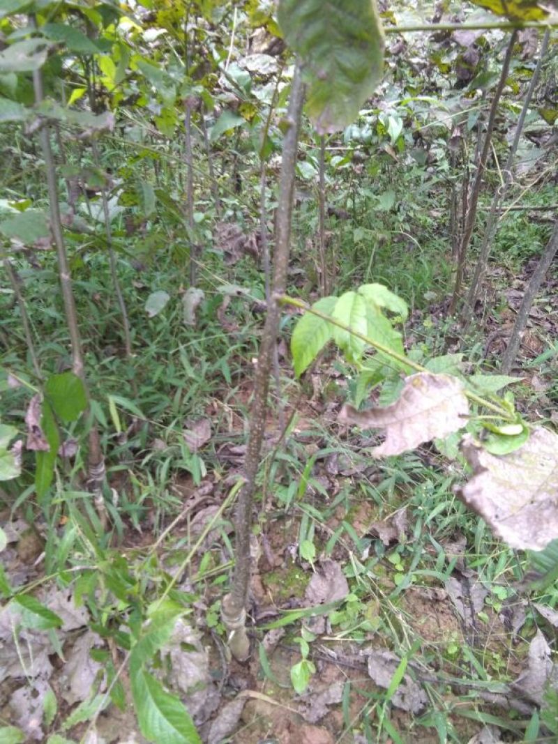 核桃苗二年苗50~100cm